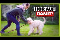 Was bedeutet ein ausstehender Einzahlung bei Alles-fuer-dog-friends?