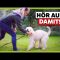 Was bedeutet ein ausstehender Einzahlung bei Alles-fuer-dog-friends?