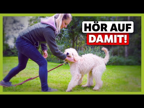 Was bedeutet ein ausstehender Einzahlung bei Alles-fuer-dog-friends?